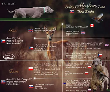 Baldo Marlon Lord Tatra Rocket - zdjęcie 7