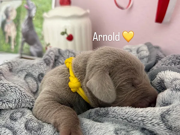 Szczenię Arnold - wyżeł weimarski