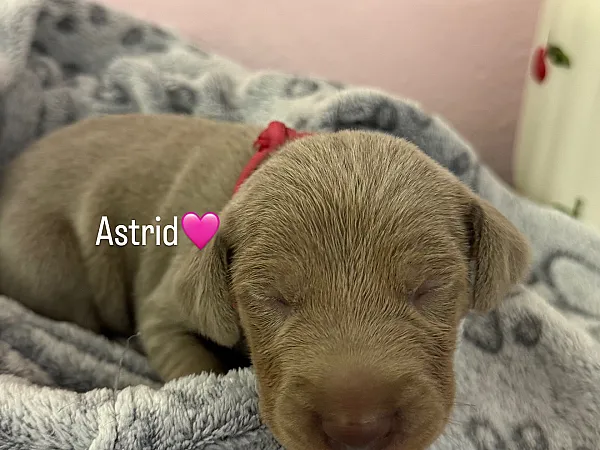 Szczenię Astrid - wyżeł weimarski