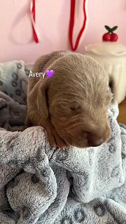Szczenię Avery - wyżeł weimarski